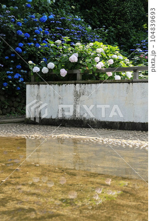 紫陽花のある寺 日野市高幡不動尊 紫陽花のある寺 日野市高幡不動尊 104839693