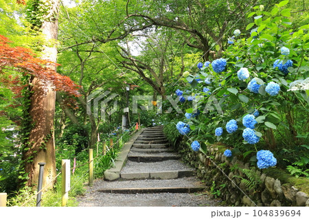 紫陽花のある寺 日野市高幡不動尊 紫陽花のある寺 日野市高幡不動尊 104839694
