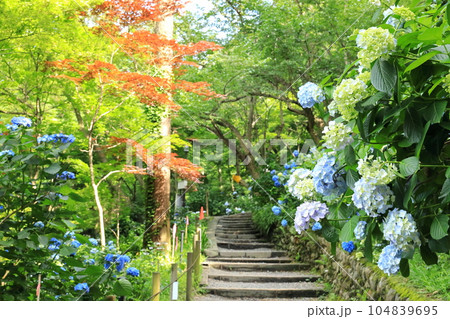 紫陽花のある寺　日野市高幡不動尊 104839695