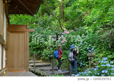 紫陽花のある寺　日野市高幡不動尊 104839701