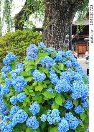 紫陽花のある寺　日野市高幡不動尊 104839722