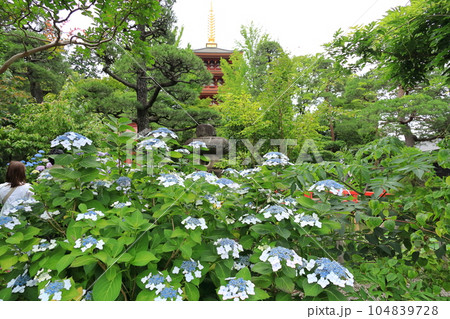 紫陽花のある寺 日野市高幡不動尊 紫陽花のある寺 日野市高幡不動尊 104839728