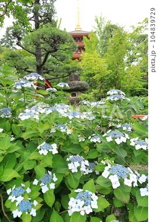 紫陽花のある寺 日野市高幡不動尊 紫陽花のある寺 日野市高幡不動尊 104839729