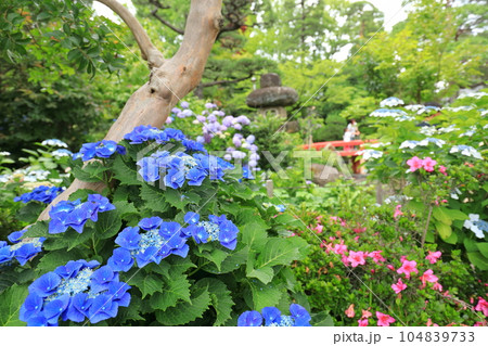 紫陽花のある寺　日野市高幡不動尊 104839733