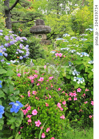 紫陽花のある寺　日野市高幡不動尊 104839734