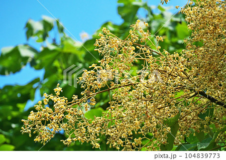 クリーム色のアオギリの蕾と花(夏、六月) クリーム色のアオギリの蕾と花(夏、六月) 104839773