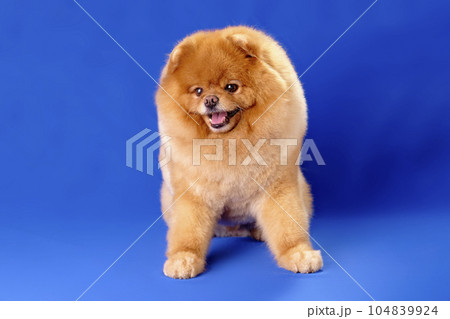 Pomeranian dog on a blue background with a new hairstyle 104839924