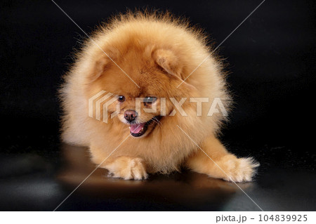 A red Pomeranian dog lies after grooming with a beautifully trimmed coat 104839925