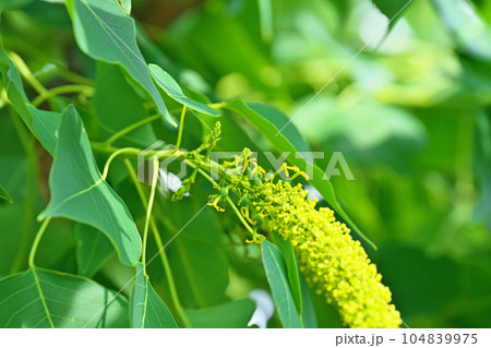 黄色いナンキンハゼの花(夏、七月) 黄色いナンキンハゼの花(夏、七月) 104839975