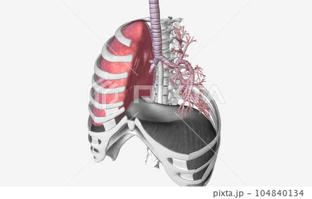 Lower respiratory tract bronchi and lungs 104840134