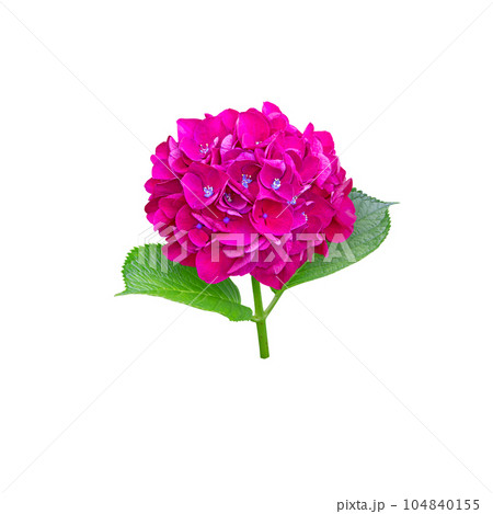 Bright purple hydrangea macrophylla or hortensia flower head closeup isolated on white. Bright purple hydrangea macrophylla or hortensia flower head closeup isolated on white. 104840155