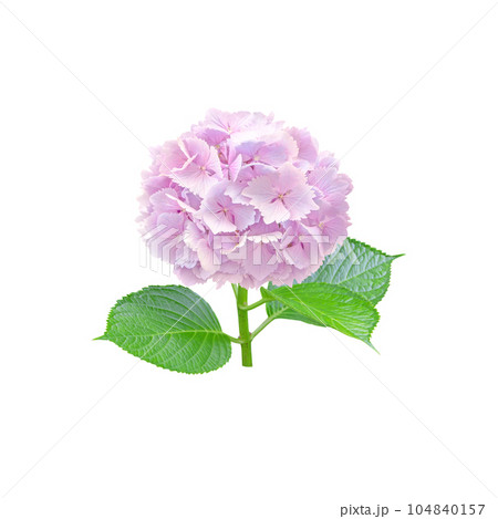Pale pink hydrangea or hortensia flower closeup isolated on white. Pale pink hydrangea or hortensia flower closeup isolated on white. 104840157