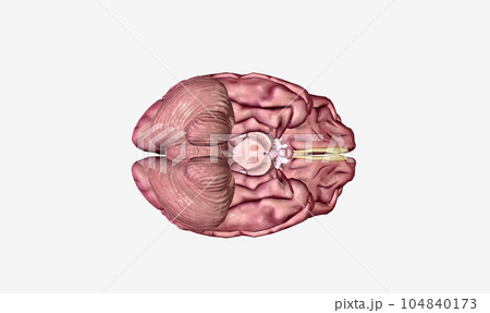 Parkinson is Disease in the Midbrain Parkinson is Disease in the Midbrain 104840173