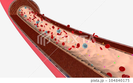 Thyroid Hormone Levels in Bloodstream 104840175