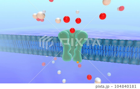 The Sodium Potassium Pump 3Dのイラスト素材 [104840181] - PIXTA