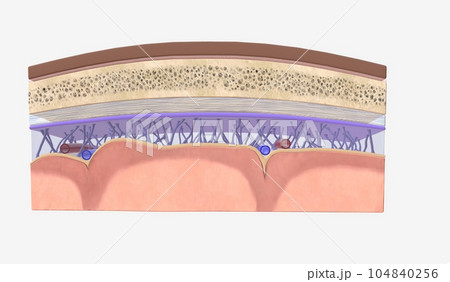 Intracranial Pressure and Cerebrospinal Fluid Intracranial Pressure and Cerebrospinal Fluid 104840256