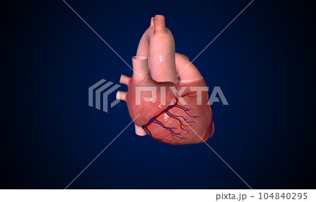 The heart releases oxygen through the veins 104840295