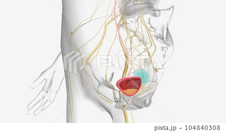 Urinary incontinence is the loss of bladder control Urinary incontinence is the loss of bladder control 104840308
