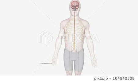Transmission of nerve endings to the brain Transmission of nerve endings to the brain 104840309