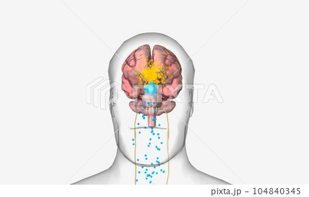 Orexin Producing Cells Activation by Ghrelin Orexin Producing Cells Activation by Ghrelin 104840345