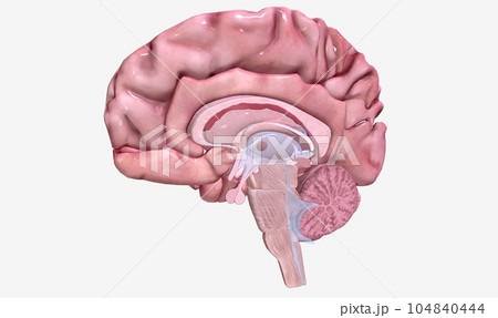 Progression of Multiple Sclerosis Sagittal View Progression of Multiple Sclerosis Sagittal View 104840444