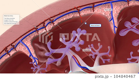 Maternal Oxygen Enters the Placenta 104840467