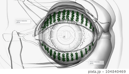 Meibomian glands are glands that are arranged vertically within the eyelid near the lashes. Meibomian glands are glands that are arranged vertically within the eyelid near the lashes. 104840469