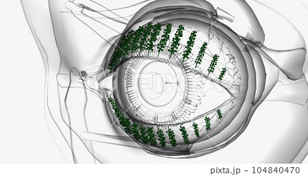Meibomian glands are glands that are arranged vertically within the eyelid near the lashes. Meibomian glands are glands that are arranged vertically within the eyelid near the lashes. 104840470