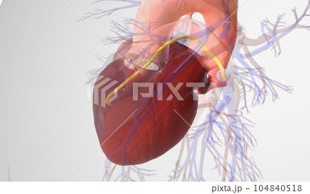 The Pulmonary Artery Catheter (PAC) The Pulmonary Artery Catheter (PAC) 104840518