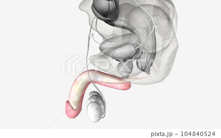 The penis is the largest part of the external male genitals The penis is the largest part of the external male genitals 104840524