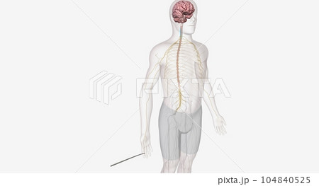 Axons go to the central nervous system Axons go to the central nervous system 104840525