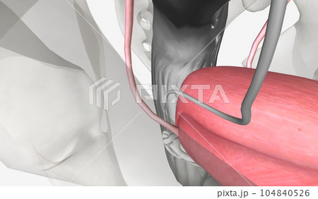 The urinary tract is comprised of the kidney, ureter, bladder, a The urinary tract is comprised of the kidney, ureter, bladder, a 104840526
