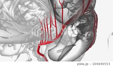 The Middle Cerebral Artery Occlusion The Middle Cerebral Artery Occlusion 104840553