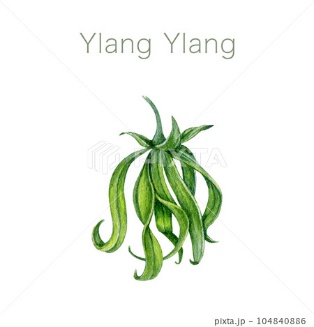 Ylang ylang flower bud watercolor illustration. Cananga odorata tropical aroma scented young blossom. Watercolor hand painted ylang ylang botanical flower fresh fragrance element. White background Ylang ylang flower bud watercolor illustration. Cananga odorata tropical aroma scented young blossom. Watercolor hand painted ylang ylang botanical flower fresh fragrance element. White background 104840886