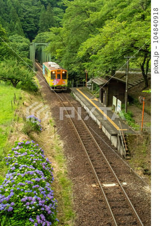 紫陽花の樽見鉄道日当（ひなた）駅に到着するハイモ 104840918