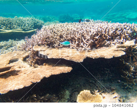 八重干瀬のサンゴ礁 八重干瀬のサンゴ礁 104841062