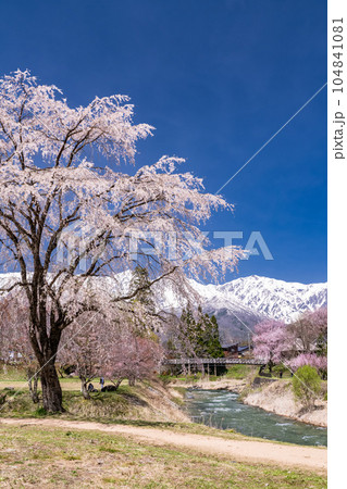 《長野県》桜満開の白馬村・北アルプスをのぞむ大出公園 104841081