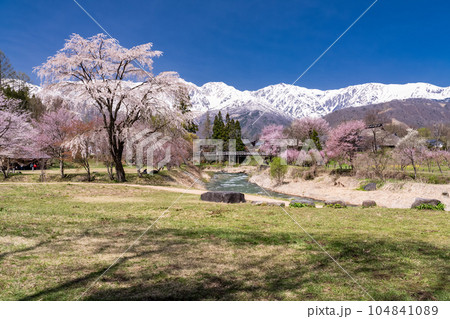 《長野県》桜満開の白馬村・北アルプスをのぞむ大出公園 104841089