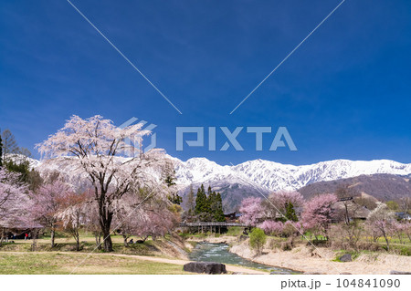 《長野県》桜満開の白馬村・北アルプスをのぞむ大出公園 《長野県》桜満開の白馬村・北アルプスをのぞむ大出公園 104841090