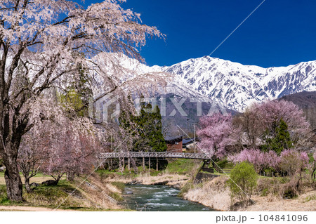 《長野県》桜満開の白馬村・北アルプスをのぞむ大出公園 《長野県》桜満開の白馬村・北アルプスをのぞむ大出公園 104841096