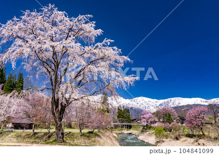 《長野県》桜満開の白馬村・北アルプスをのぞむ大出公園 《長野県》桜満開の白馬村・北アルプスをのぞむ大出公園 104841099