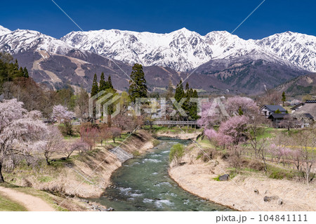 《長野県》桜満開の白馬村・北アルプスをのぞむ大出公園 104841111