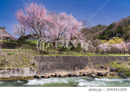《長野県》桜満開の白馬村・春の大出公園 《長野県》桜満開の白馬村・春の大出公園 104841200