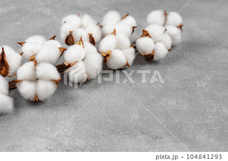 Dry cotton branch with fluffy flowers on light gray concrete textured background 104841293