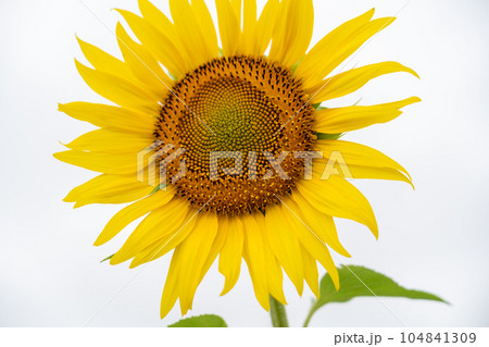 綺麗な大きいひまわりの花 104841309