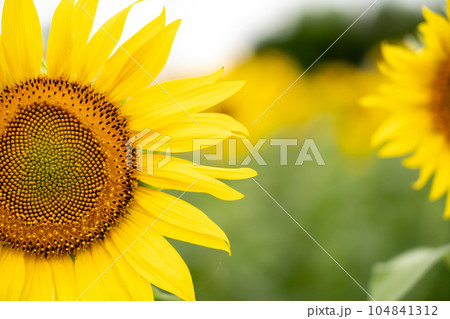 綺麗な大きいひまわりの花 104841312