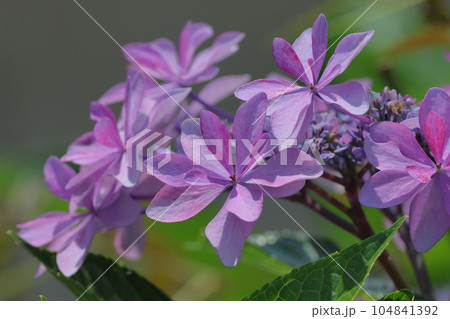 光を反射する紫陽花 光を反射する紫陽花 104841392