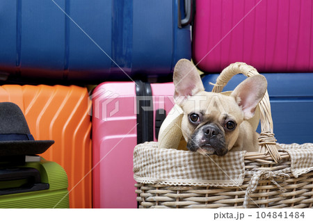 Bulldog dog ready to travel sitting in a wicker basket in front of several large brightly colored suitcases. 104841484