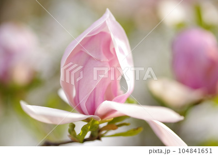 マグノリアの蕾 マグノリアの蕾 104841651