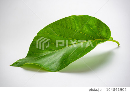 High angle view of fresh single green avocado leaf (Persea americana) isolated on white background. 104841903